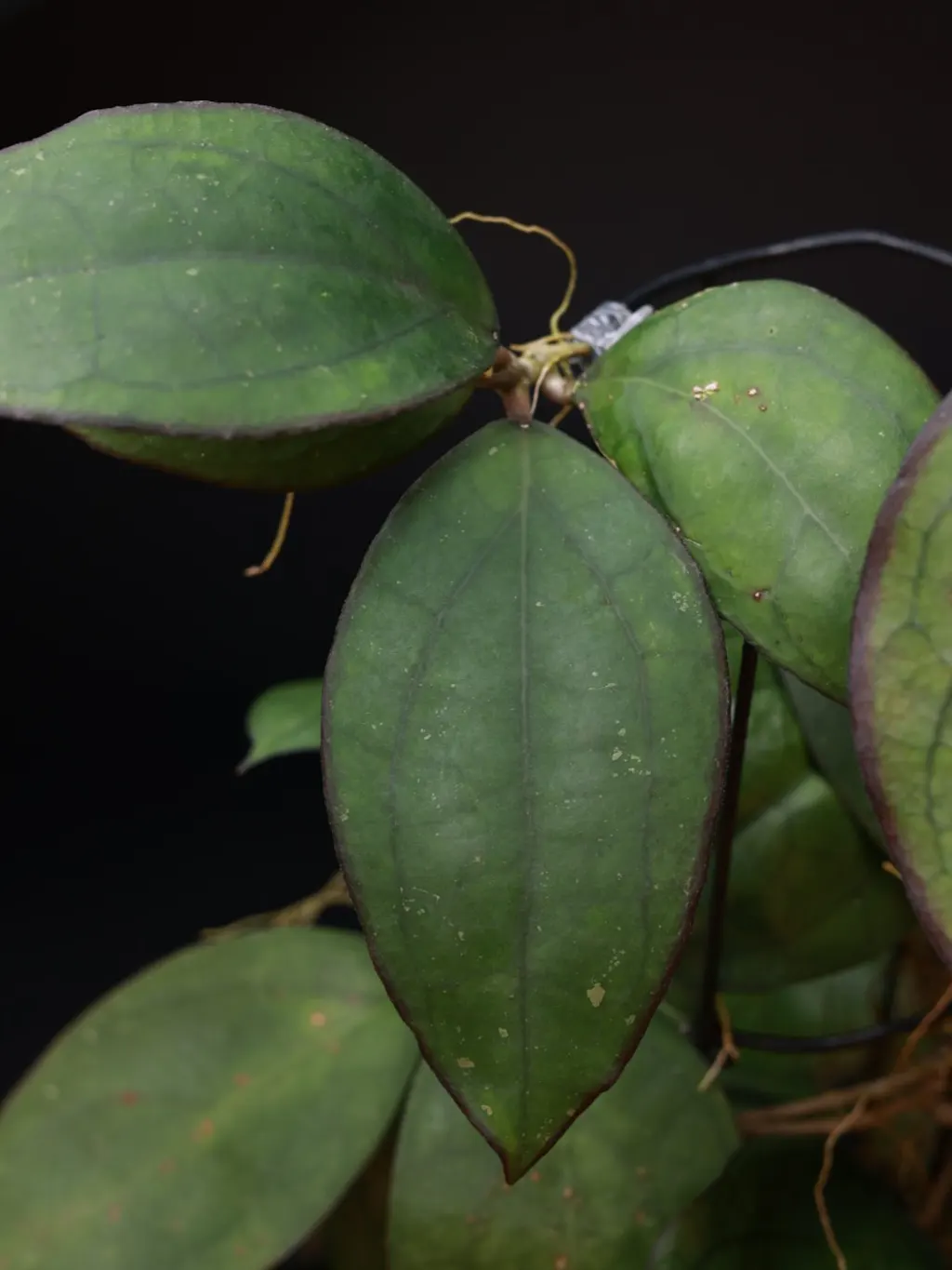 Hoya sp. PMP 176 'Puom Siam Ruby' (cv. Joy x cv. Jennifer), vastaleikattu